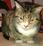 Cat Pudding