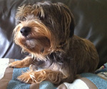 Dog Ronnie